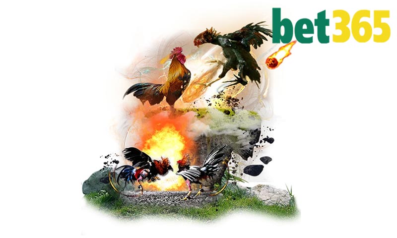 Đá gà bet365 uy tín